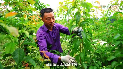 农业农村部科技小分队赴重庆指导粮油生产 - 重庆农业技术推广信息网