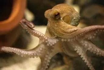 章鱼是如何交配的？一个用“鼻孔”繁殖的生物