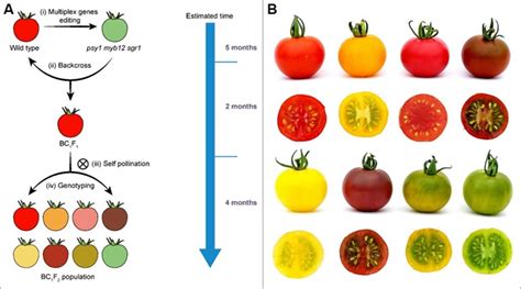 李传友研究组通过多重基因编辑实现番茄果色的快速定制中国科学院遗传与发育生物学研究所