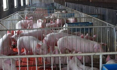 【养猪小课堂】一问一答：猪场复产所能选用的消毒方式有哪些？ _环境控制_中国保健养猪网