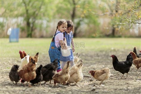 喂鸡的两个小女孩高清图片下载-正版图片502510806-摄图网