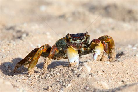 横行霸道的螃蟹,螃蟹,螃蟹爬_大山谷图库