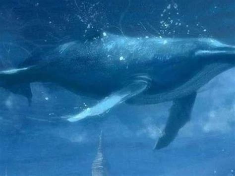 巨鲸落，万物生，世界上最大的动物，却也最温柔
