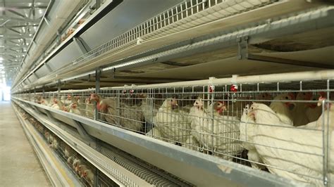 广州养鸡自动化设备厂家的畜牧的保温秘诀！ - 知乎