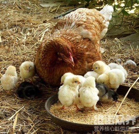 鸡的饲料怎么喂最好，鸡的饲养方法 - 知乎