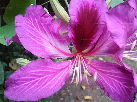 紫荆的常见品种 - 花百科