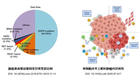 EGFR基因突变和对应的靶向药物【最全梳理】