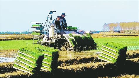 垦区水稻插秧“高标准”启动