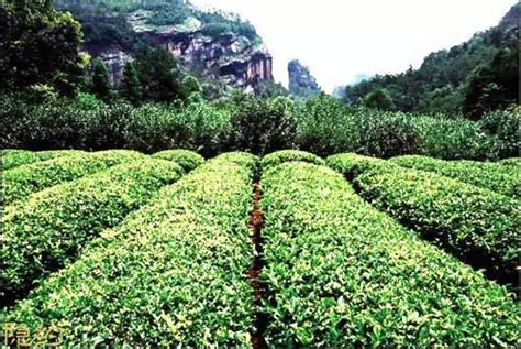 武夷岩茶大红袍制作技艺传竟然源于正山小种红茶 武夷岩茶大红袍网