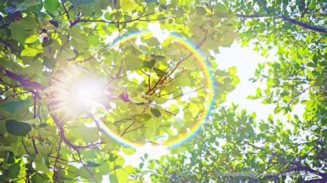 湖水中森林树木的反光夏日阳光明媚高清图片下载-正版图片507389865-摄图网