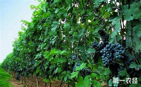 葡萄栽培中存在的问题及对策 | 学大棚蔬菜种植技术,农业技术培训,无土栽培 - 好温室网