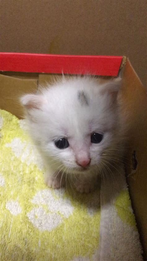 救助的小奶猫，已被领养！|摄影|宠物摄影|nanjiqq - 原创作品 - 站酷 (ZCOOL)