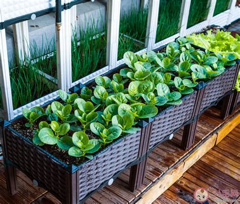 蔬菜种植箱家庭阳台种菜盆长方形特大屋顶种菜箱家用室内户外天台-阿里巴巴