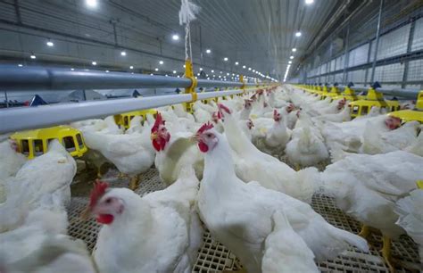 人民网：真·吃鸡自由！国产白羽肉鸡新品种培育成功-东北农业大学