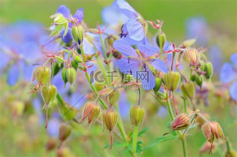 初露头角的蓝色花琉璃苣天竺葵在农村花园中绽放高清摄影大图-千库网