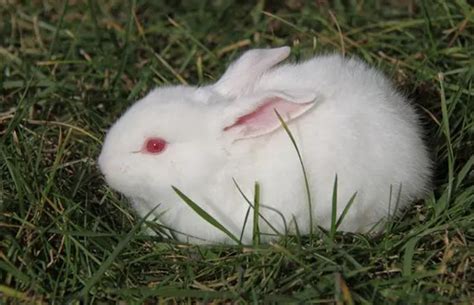 小白兔，白又白，两只耳朵竖起来 | 希望zz