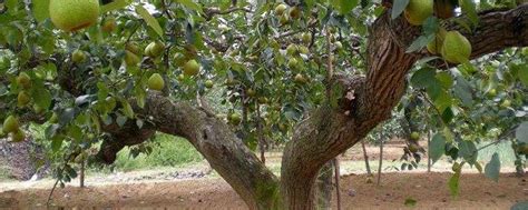 梨树哪个季节修剪更合适？一亩地种多少棵苗能产多少斤？-种植技术-中国花木网