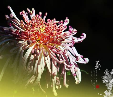 【九月菊花香摄影图片】北京植物园生活摄影_太平洋电脑网摄影部落