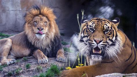 狮子和老虎谁厉害一点，它们谁怕谁？ - 知乎