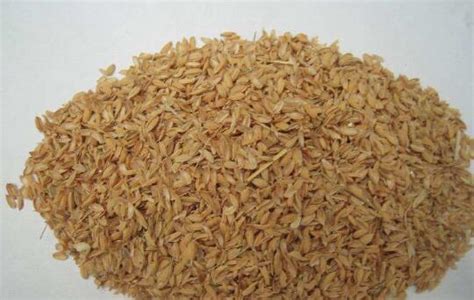 米糠的功效 稻壳和米糠的不同之处 - 农村致富网