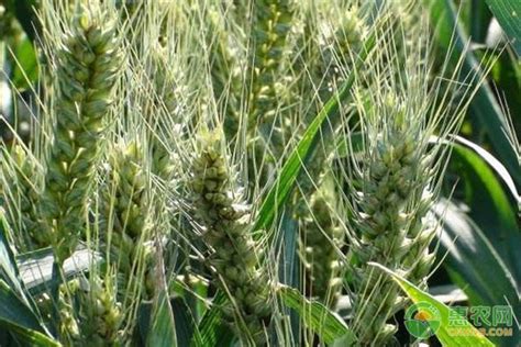 2022年小麦价格多少钱一斤？ - 惠农网