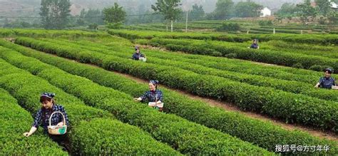 中国北方绿茶之乡——日照绿茶，日照茶文化清芬益远_种植_发展_茶叶