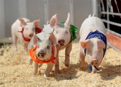2018年中国猪肉进口量达120万吨 德国成最大供应商 | 爱猪网