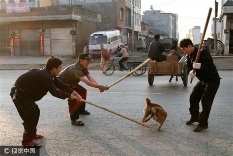 世界动物保护协会：杜绝扑杀无辜犬只，接种疫苗即可有效阻断狂犬病传播_手机凤凰网