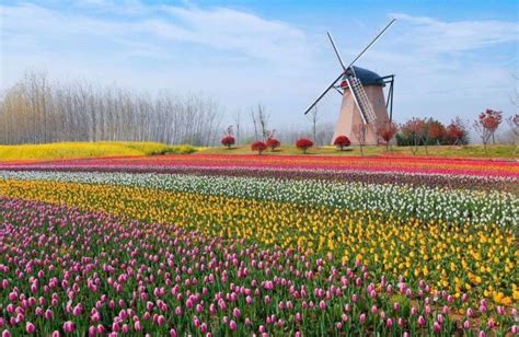 关于荷兰花卉业的一些介绍-168鲜花速递网