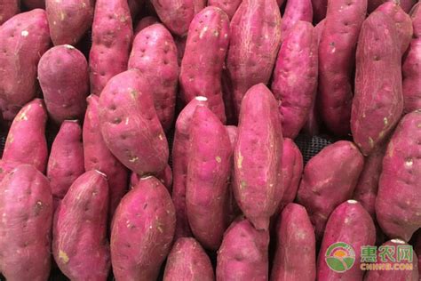 红薯大垄双行的产量高，还是单行的高？起垄栽培有讲究_土壤_密度_种植