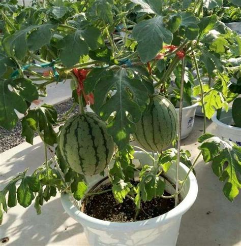 夏季盆栽水果就种西瓜，阳台养殖注意4点，不愁吃不到新鲜瓜果