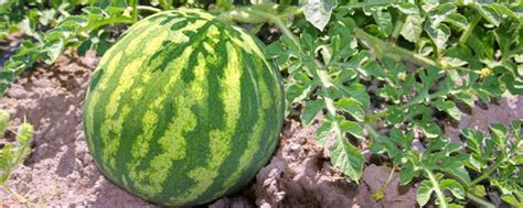 西瓜怎么种植？有哪些种植管理技巧？怎样才能种出高产优质的好西瓜？ | 说明书网
