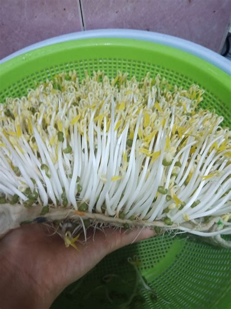 绿豆芽怎样发，首先要进行浸种 - 农敢网
