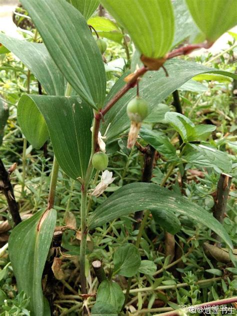 ‘重瓣’玉竹Polygonatum odoratum 