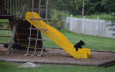 美国黑熊携幼崽闯民宅玩滑梯 - 神秘的地球 科学|自然|地理|探索