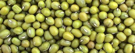绿豆应该在几月份种植，有哪些实用的种植技术-农百科