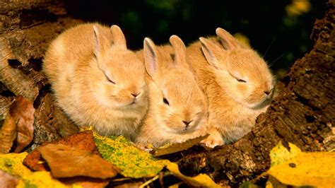 可爱的小兔子高清图片_动物图片_素材吧