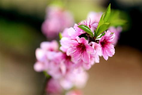 桃花什么时候开花，桃花开花的促花方法是什么？-绿宝园林网