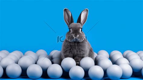 一只黑白相间的兔子坐在蓝色的球旁边高清摄影大图-千库网