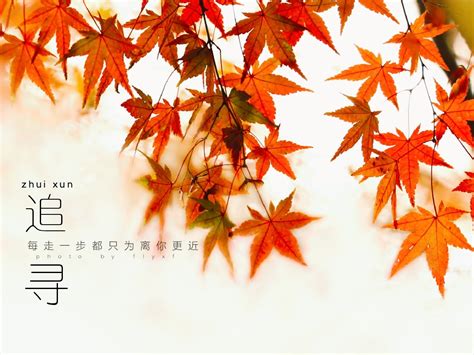 红枫的寄语,红枫的优美句子,描写枫叶的优美句子_大山谷图库