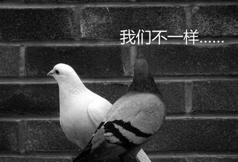 放鸽子是什么意思,简笔画_大山谷图库