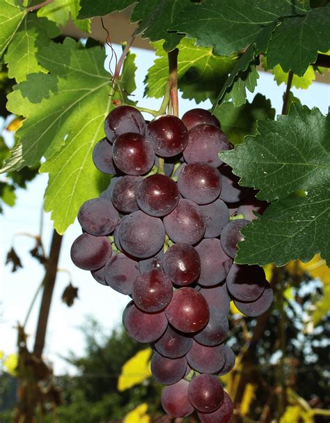 葡萄有哪些品种？常见的葡萄品种有哪些？-种植技术-中国花木网