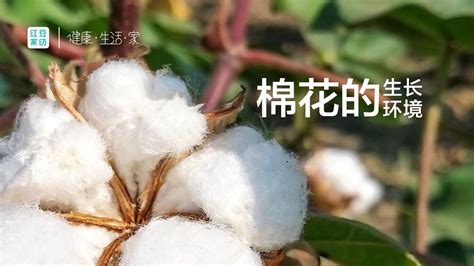 棉花的花语是什么?棉花的寓意和象征-行业新闻-中国花木网