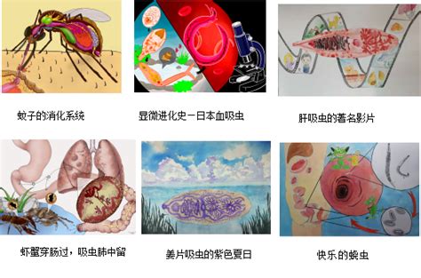 基础医学院举办第二届人体寄生虫学形态绘图大赛-青岛大学基础医学院