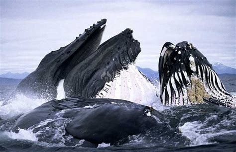 座头鲸,自然,哺乳纲,野生动物,美国,水平画幅,鲸,无人,鱼跃,海洋摄影素材,汇图网www.huitu.com