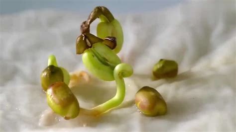 观察绿豆芽的生长总结-