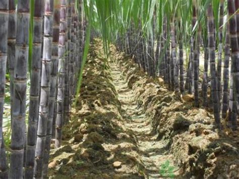 种甘蔗需要施多少氮肥，什么时候施氮肥好？_【耕种帮种植网】