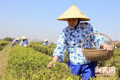 上海最大茶叶种植基地金山红茶开采_新民印象_新民网