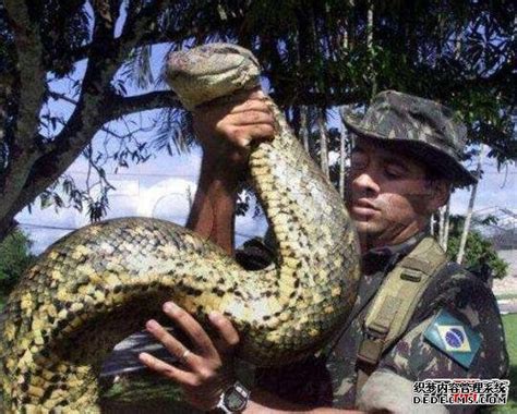 让人着迷的巨型蛇 实拍地球上最大的蛇 (2)--环保--人民网