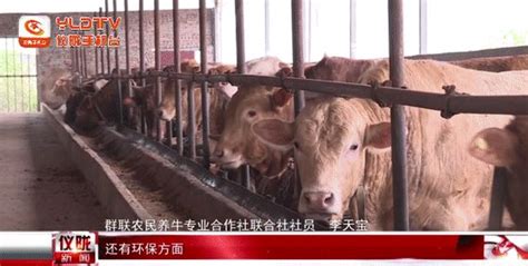 吉林犇腾养牛专业合作社